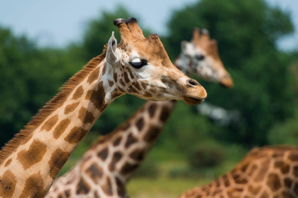 zoo von branféré in der Nähe von sarzeau